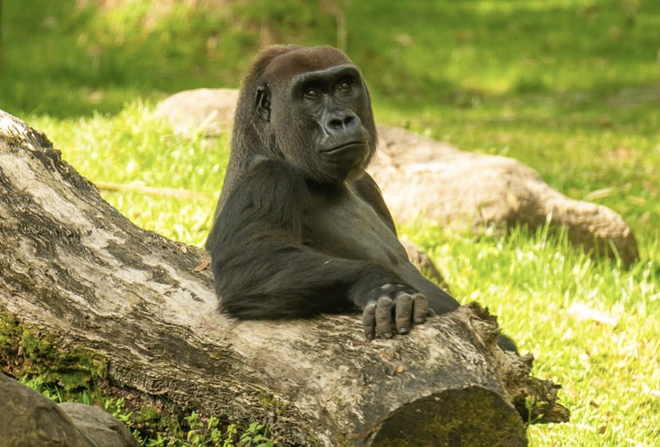 Tinga - Photo via Busch Gardens Tampa Bay