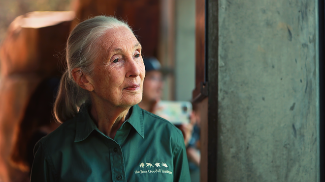 Jane Goodall, who'll speak at Tropicana Field in St. Petersburg, Florida on Sept. 14, 2024. - Photo by LJ Garcia