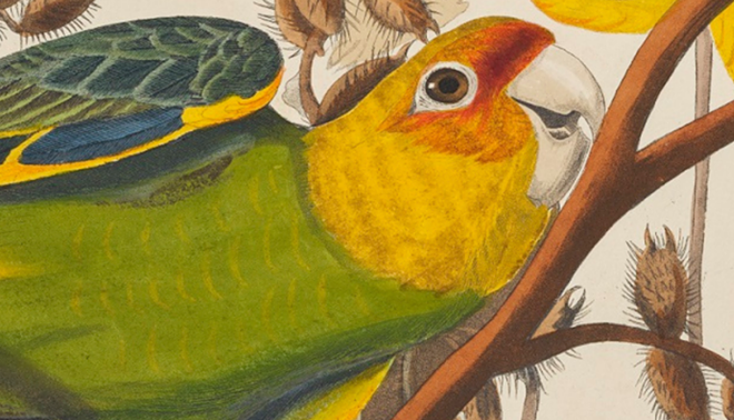 Detail from a print depicting Carolina parakeets (Plate 26) from Birds of America, by John James Audubon. © National Museums Scotland - Photo via The Museum of Fine Arts