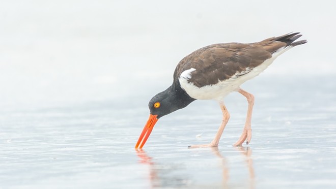 American Oystercatcher at Madeira Beach, Florida. - Photo via jsguenette/Shutterstock