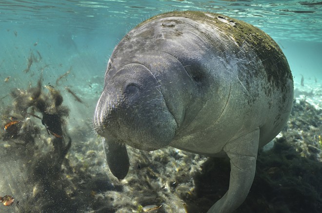 Feds looking to expand 'critical habitat' areas for Florida manatees