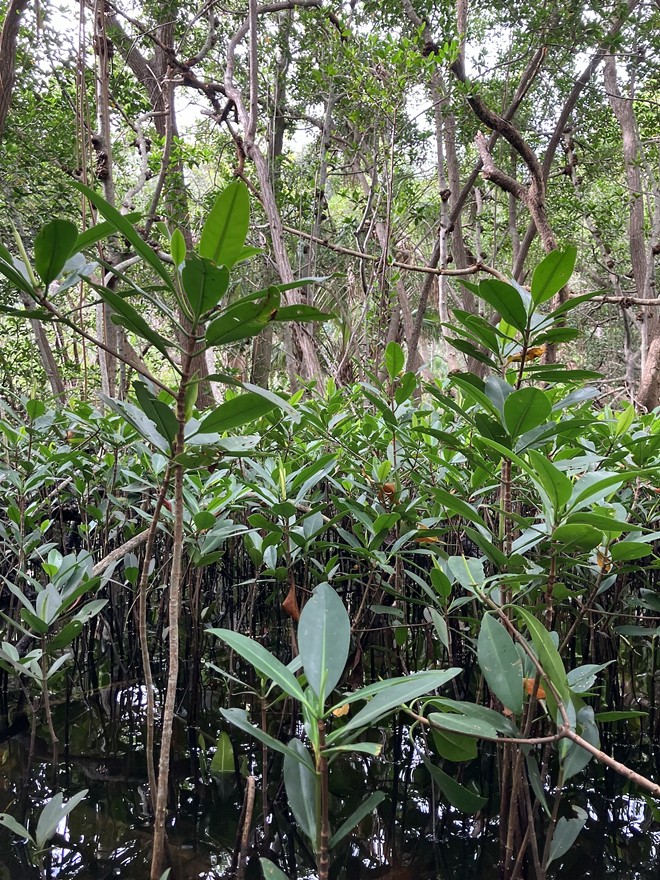 Anyone who cares about Tampa Bay (and who does not?) knows the ecological value of mangroves - Photo by Thomas Hallock