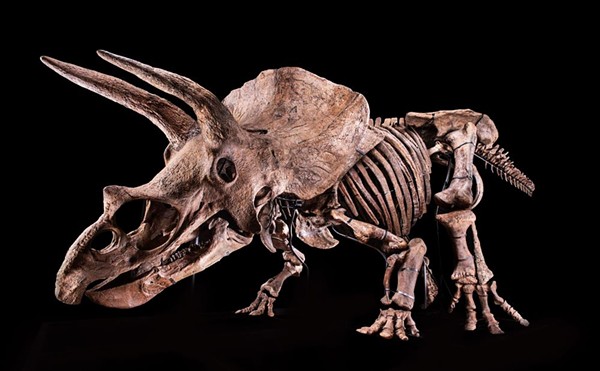 Tampa's 'Big John' triceratops fossil opens to the public on Friday