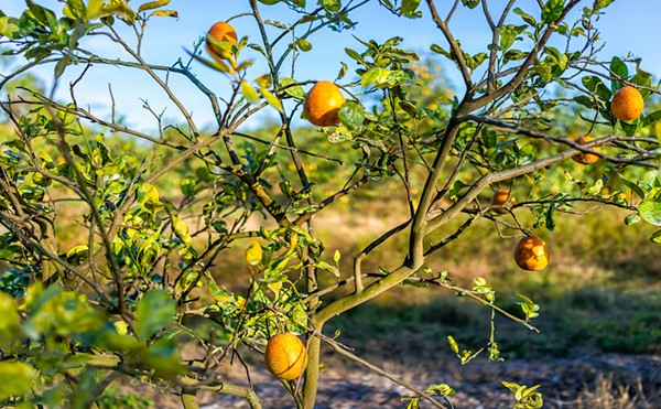The U.S. Department of Agriculture on Friday released a report that estimated Florida will produce 15.75 million boxes of oranges this season.