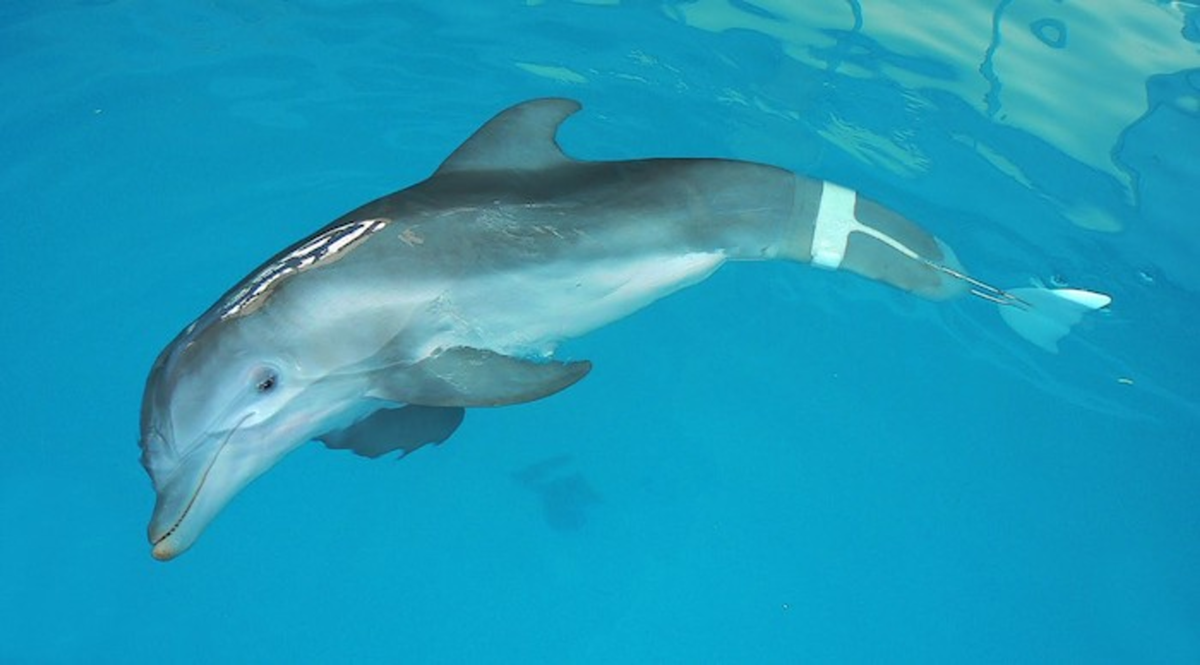 Winter the Dolphin, CMA's most famous resident.