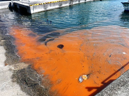 Pinellas County Red Tide Going Away Creative Loafing Tampa Bay