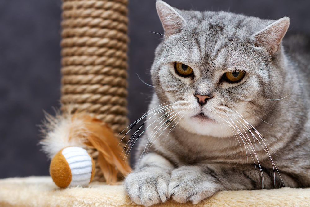 Florida bill would make it illegal to declaw you cat Creative Loafing