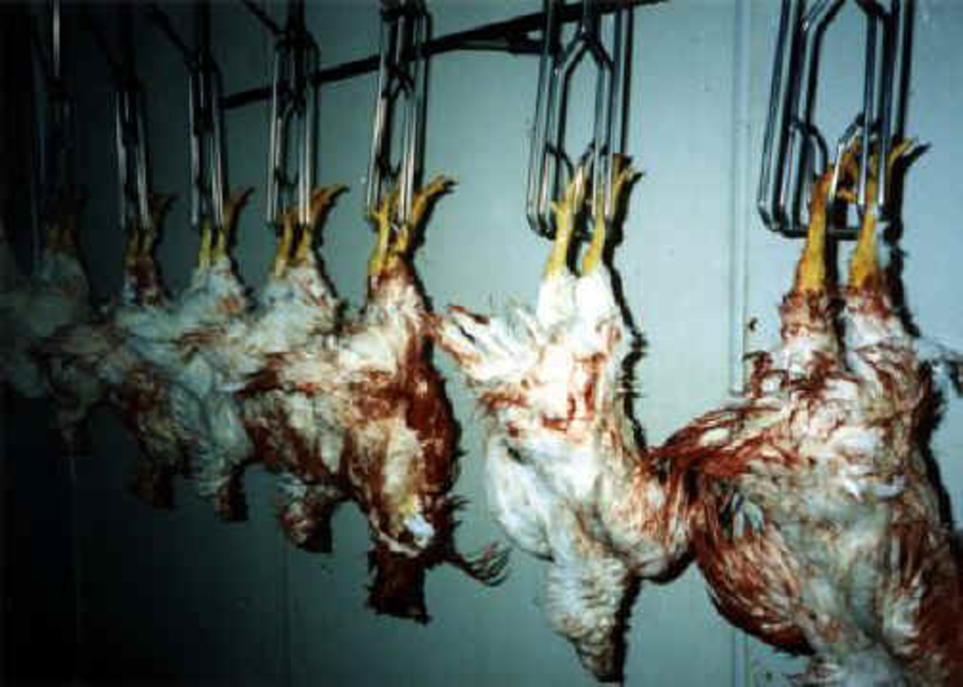 chicken slaughterhouse stun bath