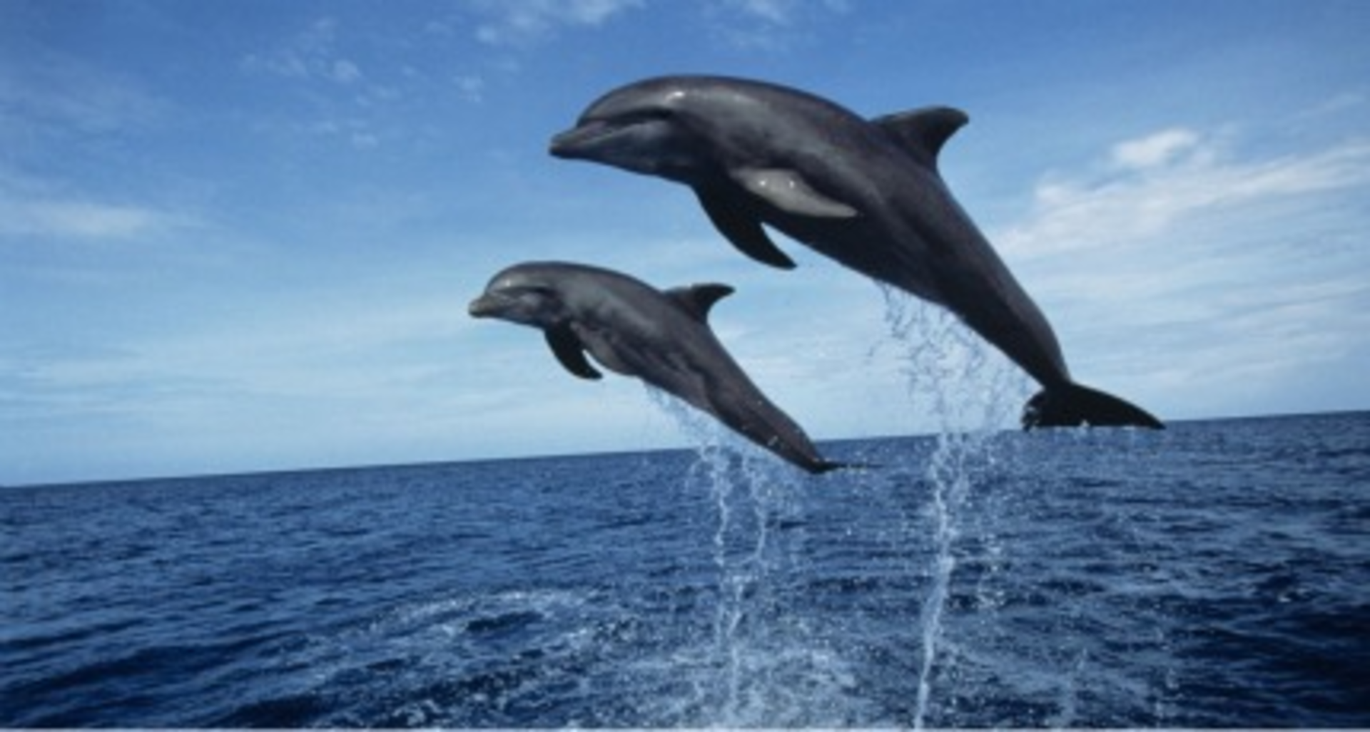 Dolphins  Defenders of Wildlife