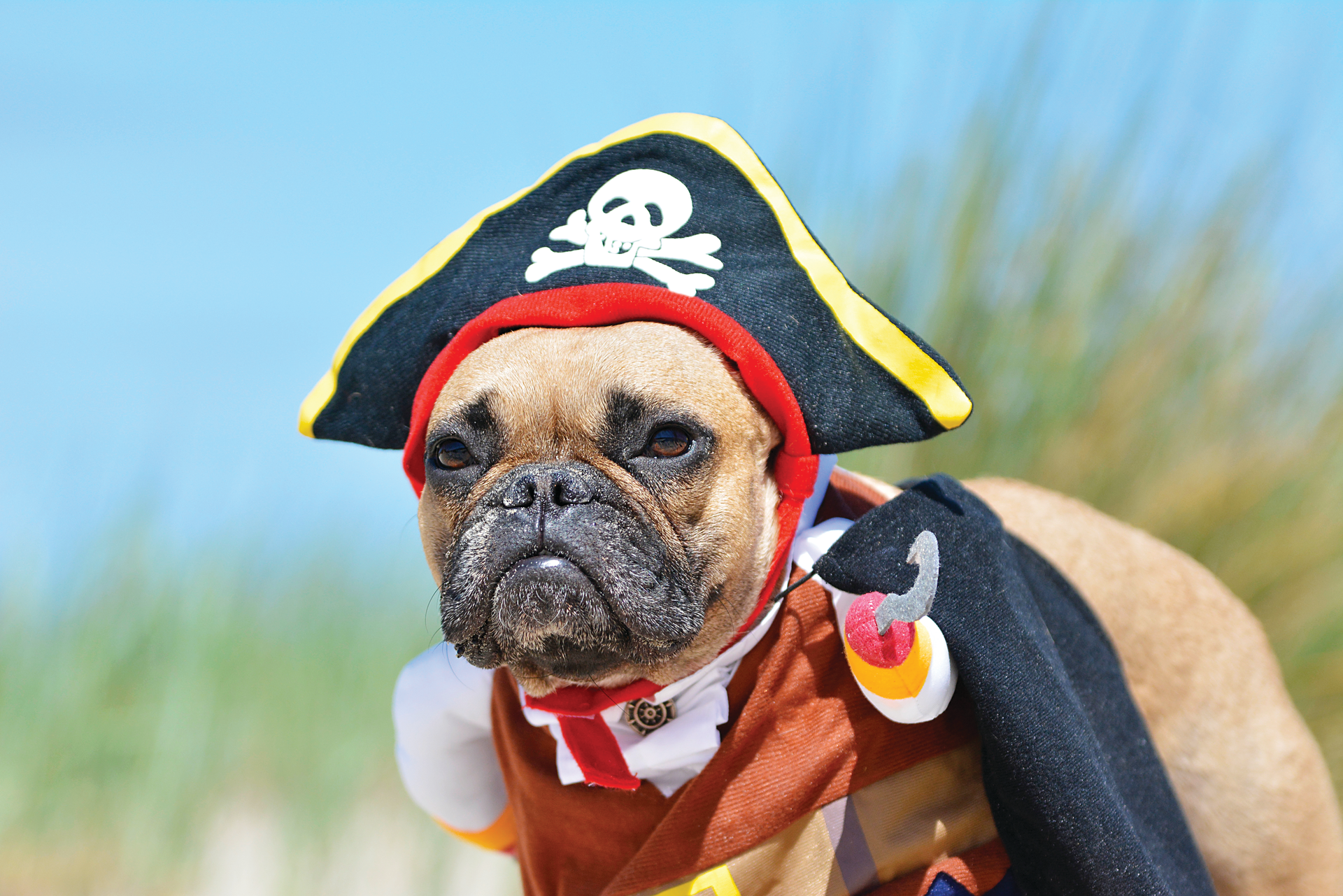 Puppy Pirates