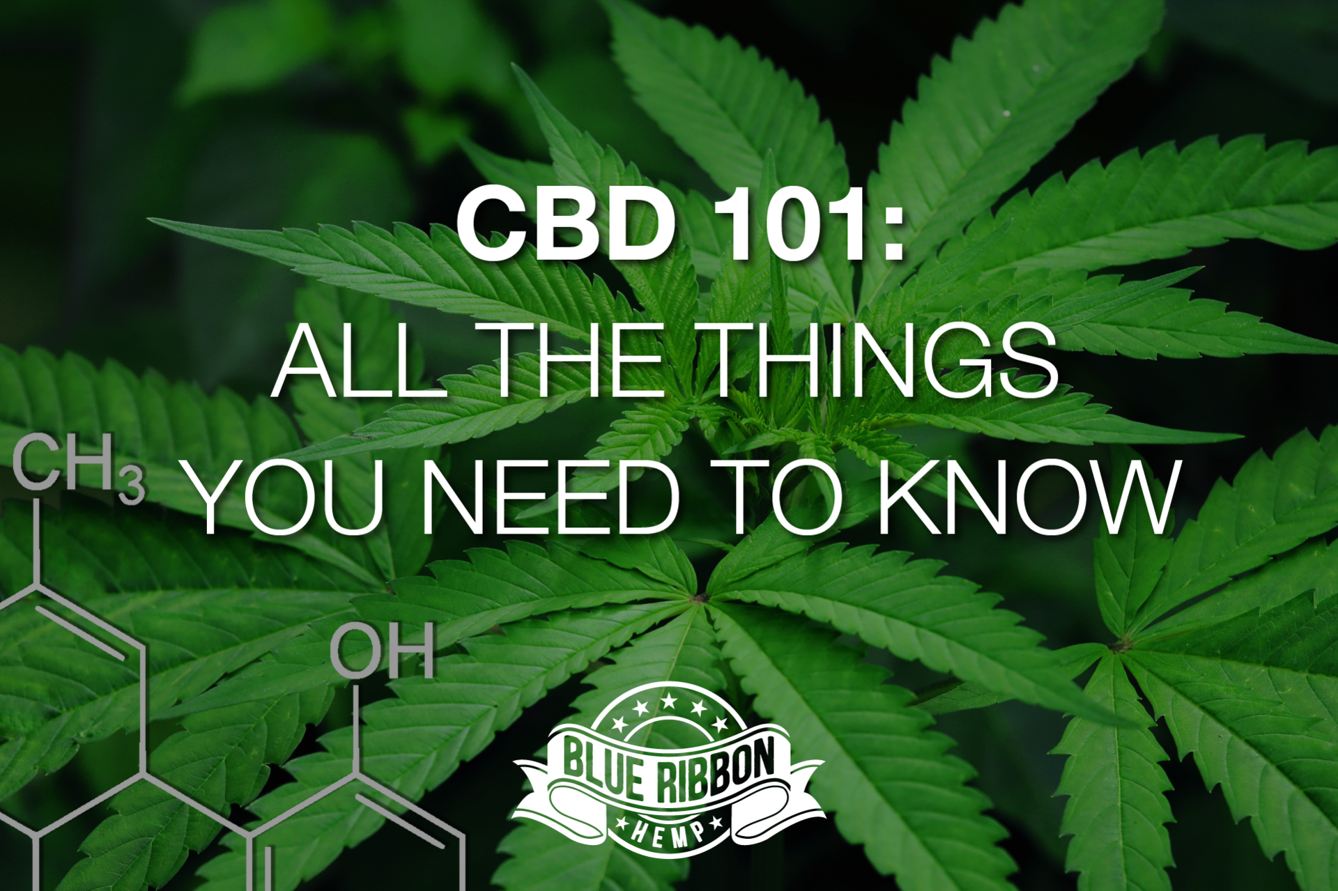 CBD: What You Need to Know