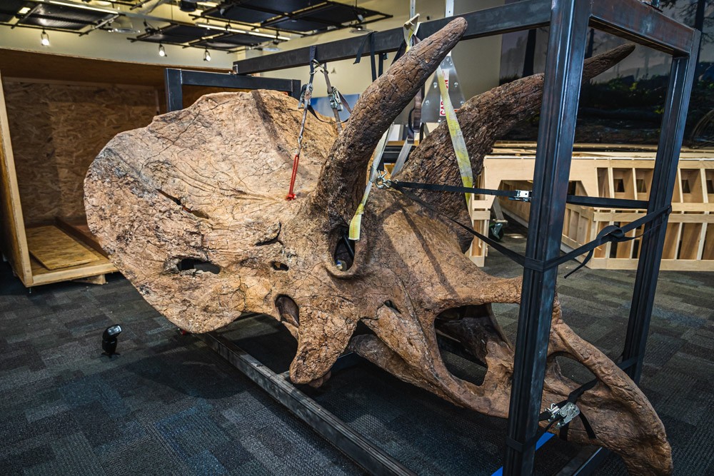 On Feb. 1, downtown Tampa's Glazer Children’s Museum unboxed the fossil’s 700-pound skull, complete with the trademark triceratops horns.