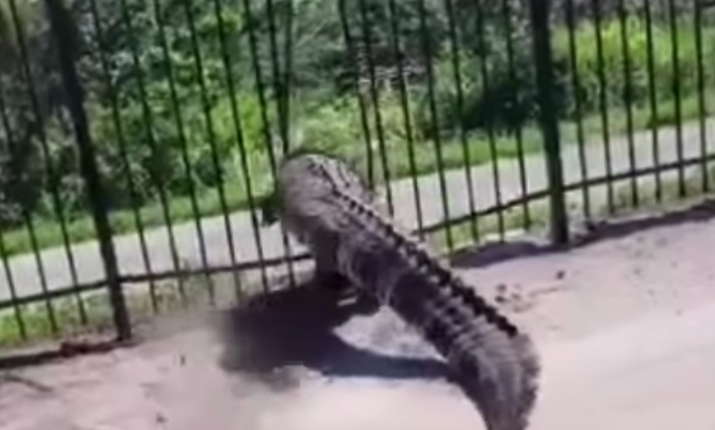 Alligator Mating Porn - Video shows Florida alligator easily blasting through a metal fence | Tampa  | Creative Loafing Tampa Bay