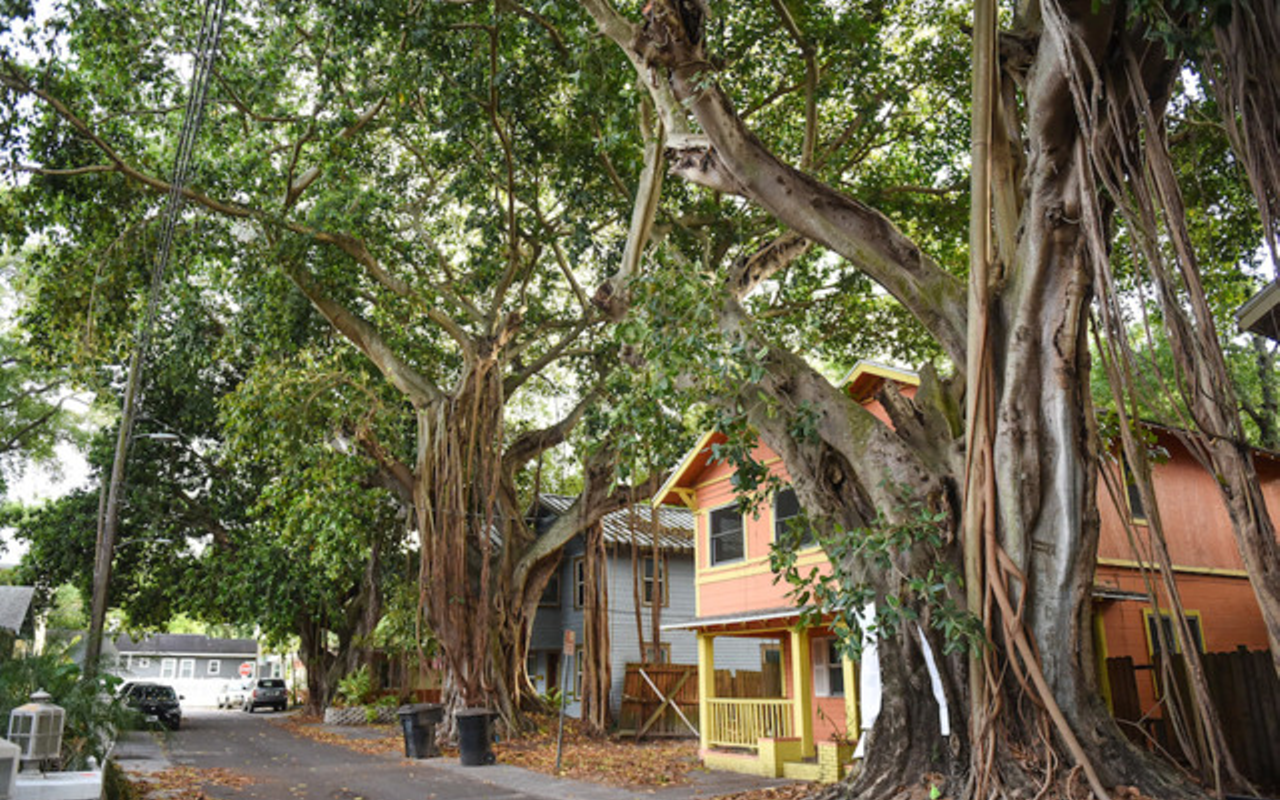The removal of St. Petersburg’s Granville banyan is a cautionary tale