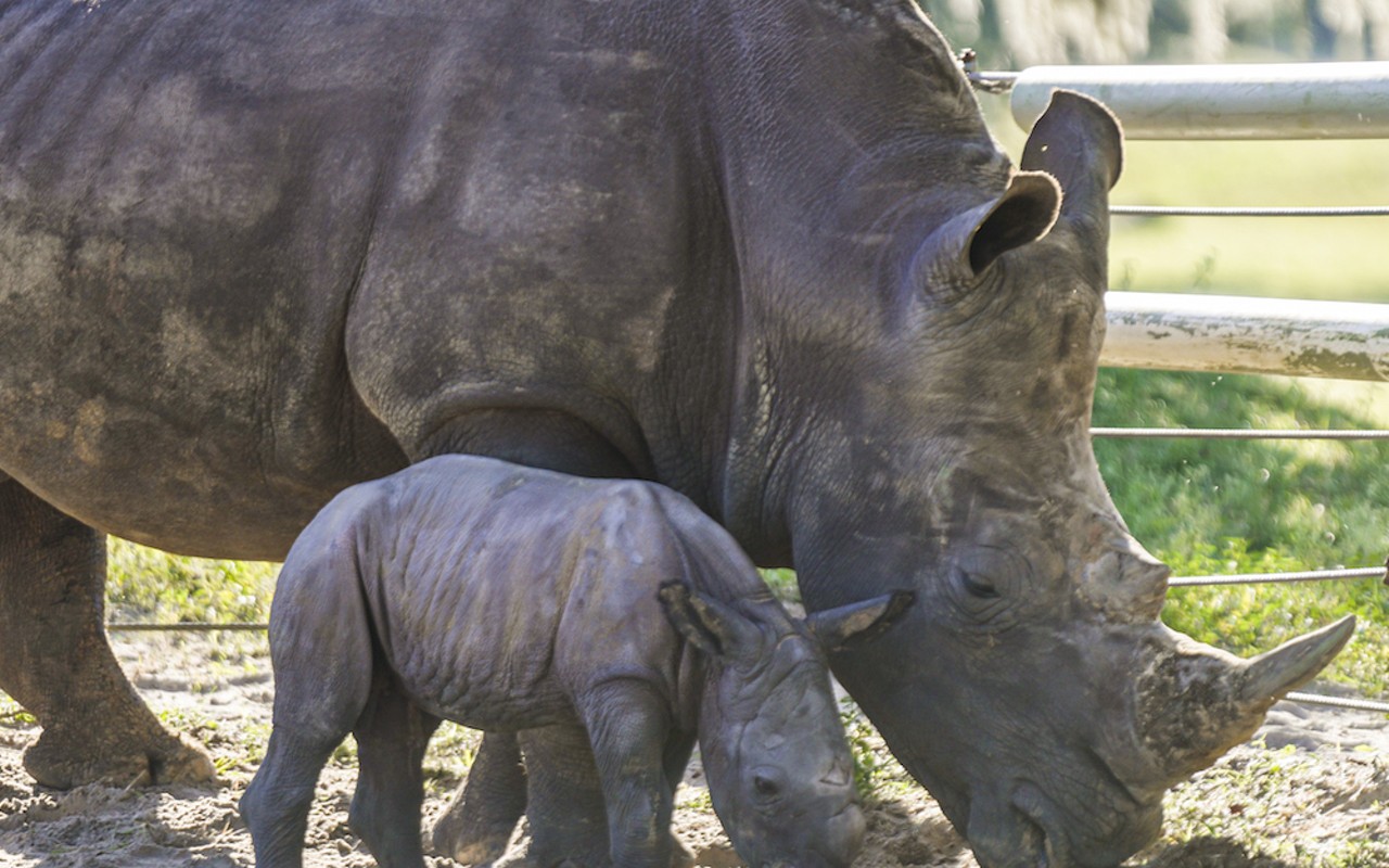 Busch Gardens Tampa welcomes new baby rhino, and they need your help naming it