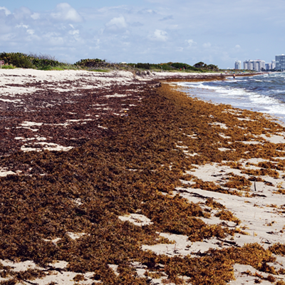 Massive seaweed blob heading for Florida could contain flesh-eating bacteria, says study