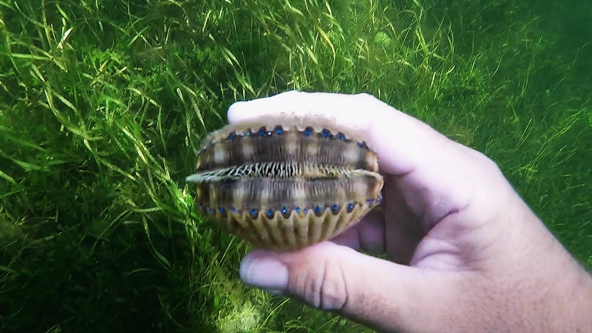 Scalloping In Crystal River Florida  Sodium Digital Series - Episode 7 