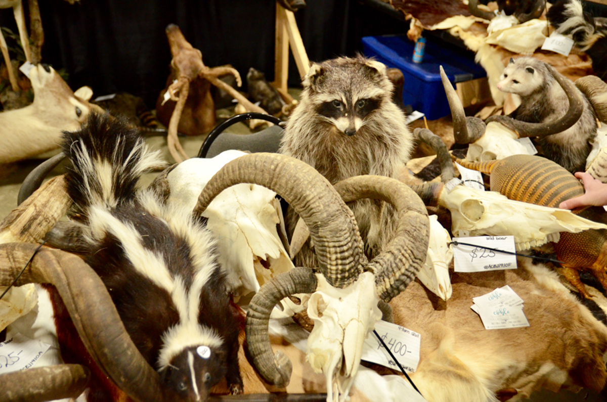 Completely legal taxidermy, old skulls and more headed to Tampa’s