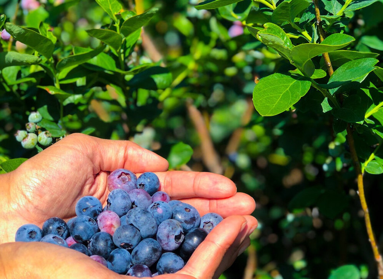 Pick berries and drink wine at Keel Farms
5202 Thonotosassa Rd., Plant City. 813-752-9100
Enjoy a behind-the-scenes trolley ride tour that explores Keel Farms’ scenic landscape and winery. Each ticket costs $10 and includes a glass of wine, beer or cider.
Photo via Keel Farms/website