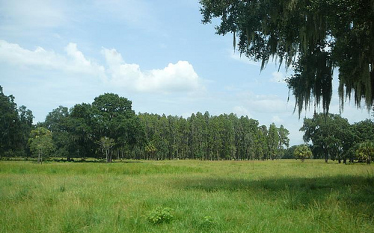 Lower Green Swamp Preserve (Formerly Cone Ranch)