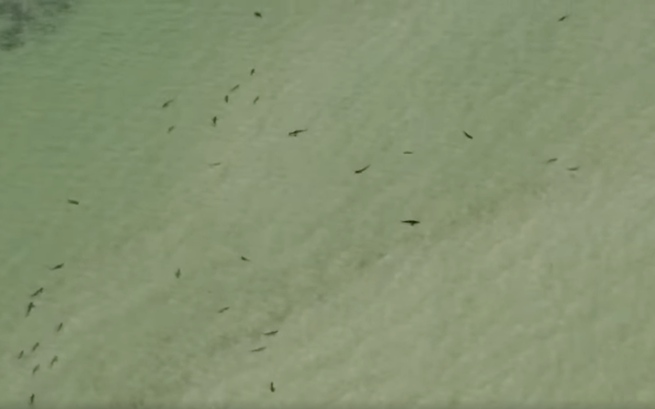 VIDEO: Pasco County Sheriff’s Office wants you to know sharks live in the water