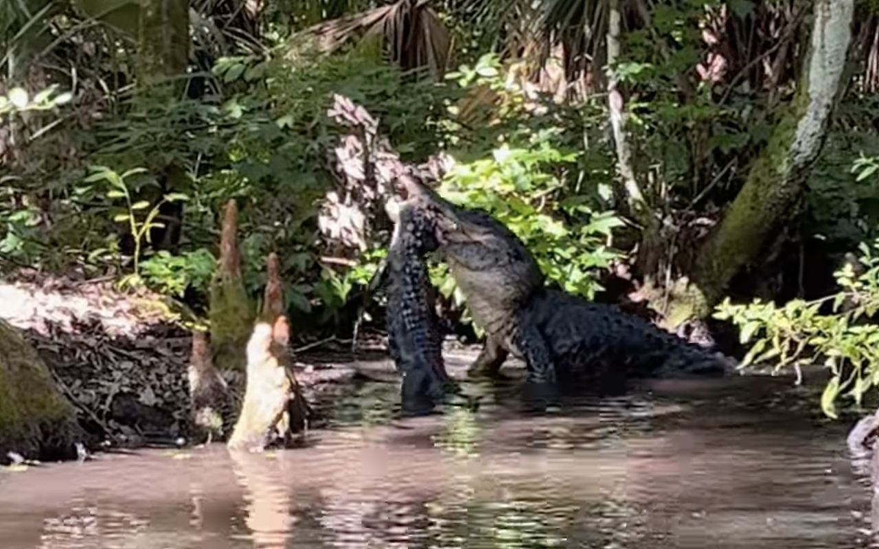 Video shows alligator named 'Big Head Fred' eating smaller gator at Florida spring