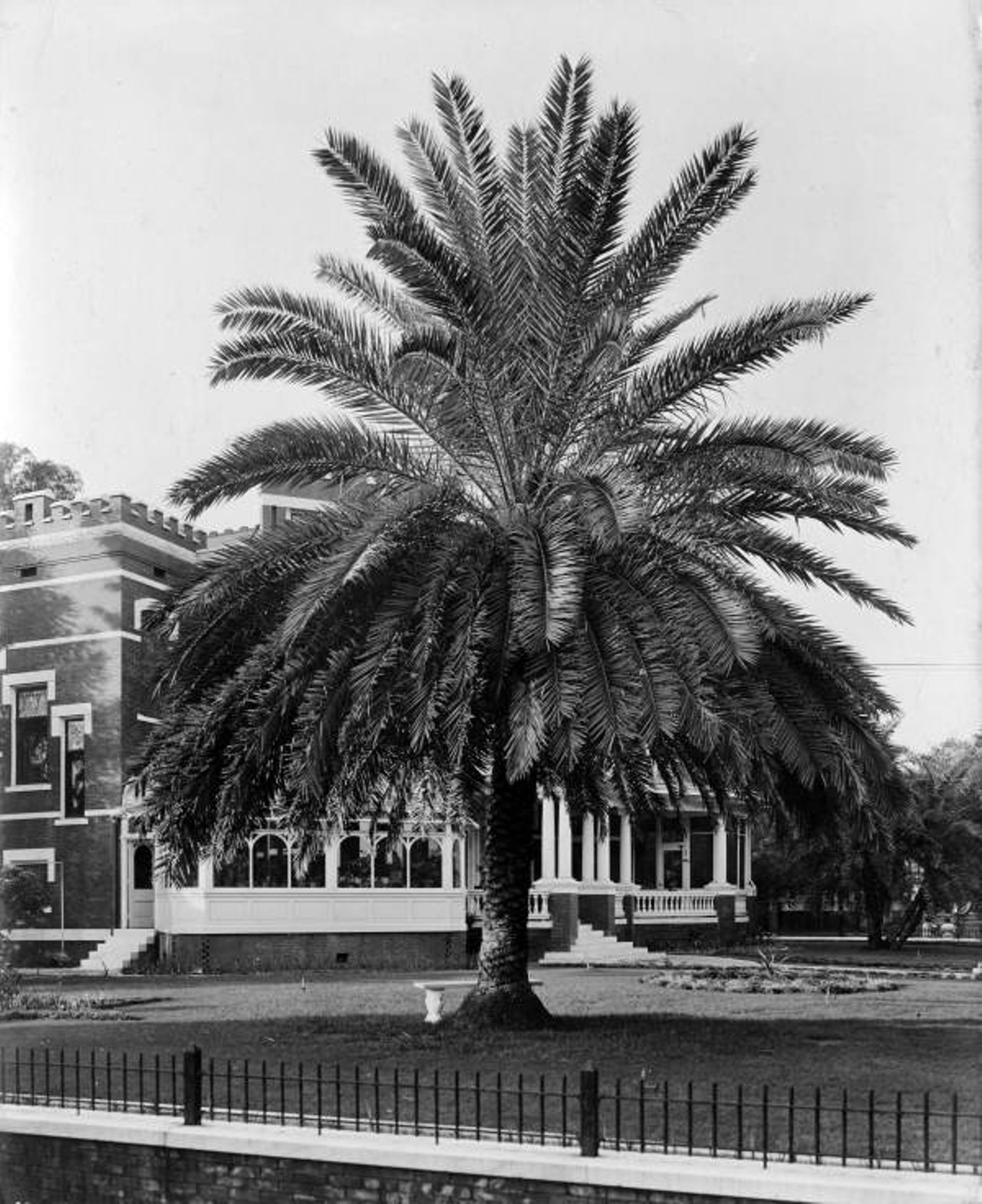 View showing a palm tree in front of the Peter O. Knight house in Tampa, 1919