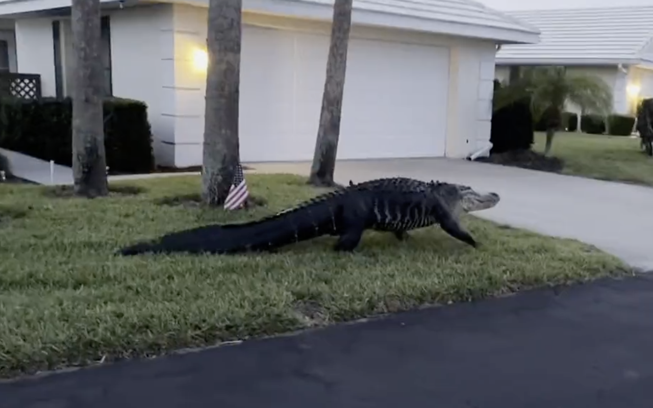 'Walking our pet alligator': Video shows Florida sheriffs escorting large 'bad boy' out of neighborhood