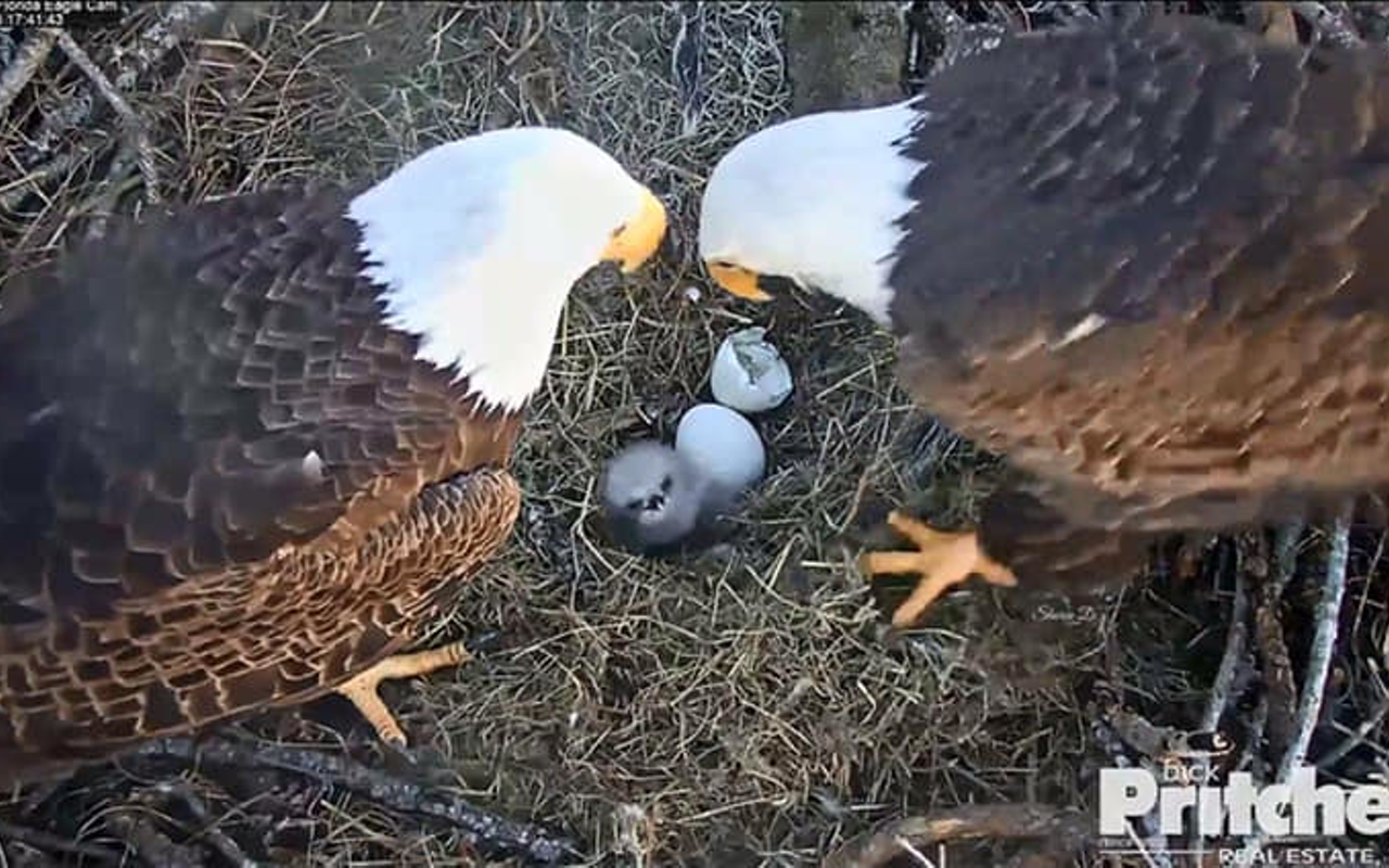 Watch the live eagle cam in Southwest Florida with us to await the final hatchling!