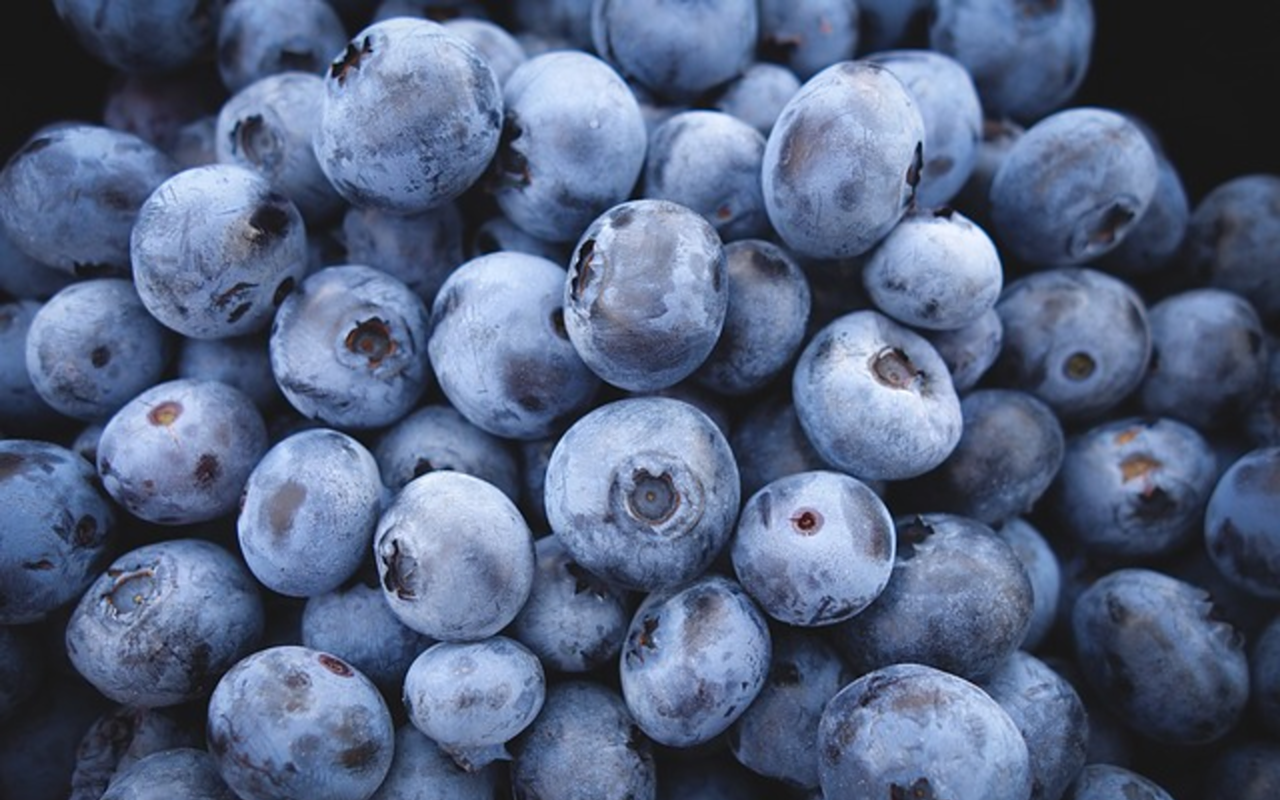 Head to the opening of an organic blueberry U-pick and more this weekend.