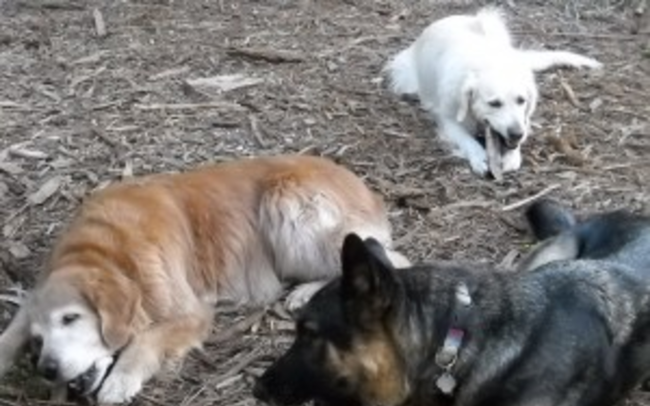 What dogs can learn from watching other dogs &#151; and humans