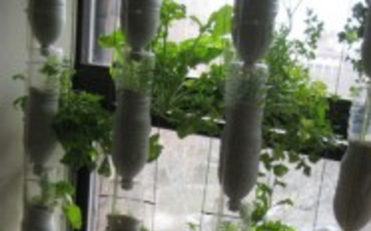 "Window farming": Indoor hydroponic gardening (video)