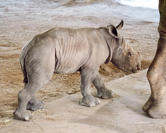 ZooTampa announces birth of baby southern white rhino